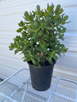 Jade Plant