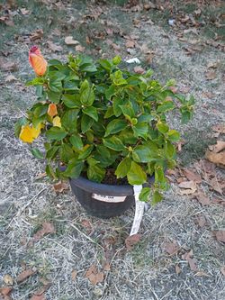Tradewinds 'Orange Sunset Wind ' Hibiscus