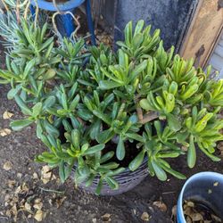 Jade Plant