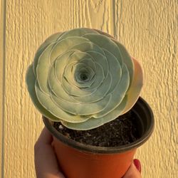 Green Mountain Rose Aeonium Succulent 