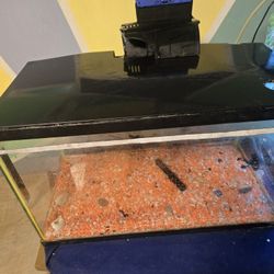 Fish Tank 10 Gallons, All You Need Is A Fish
