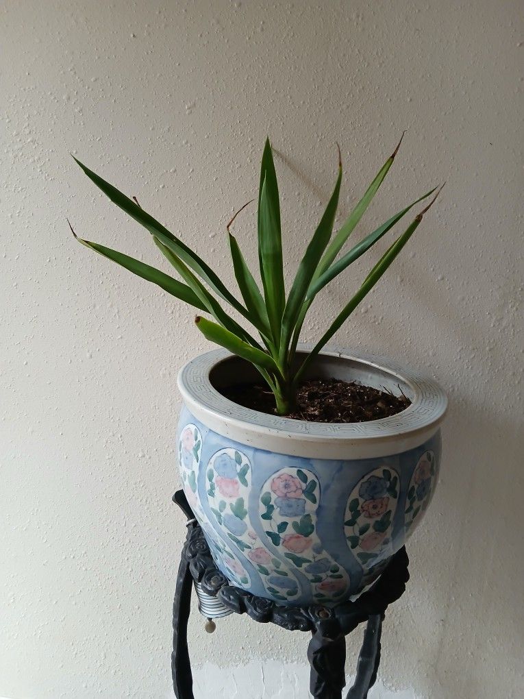 LOVELY PLANT ❤️😍 IS REAL 