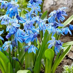 Siberian Squill Bulbs