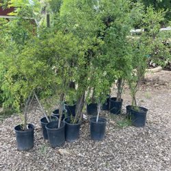 Palmegranite Trees  (Granada) 