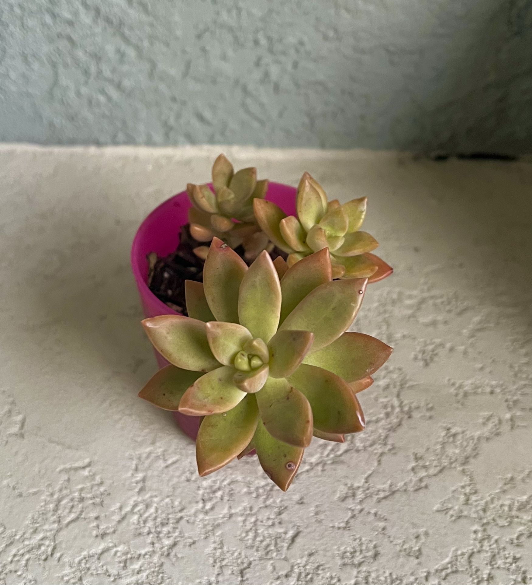 Graptosedum Plant