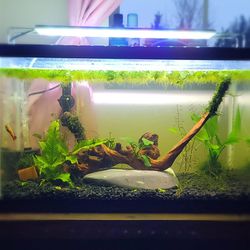 Entire Fish Tank With Betta Fish 