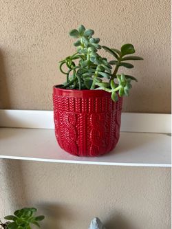 Plant