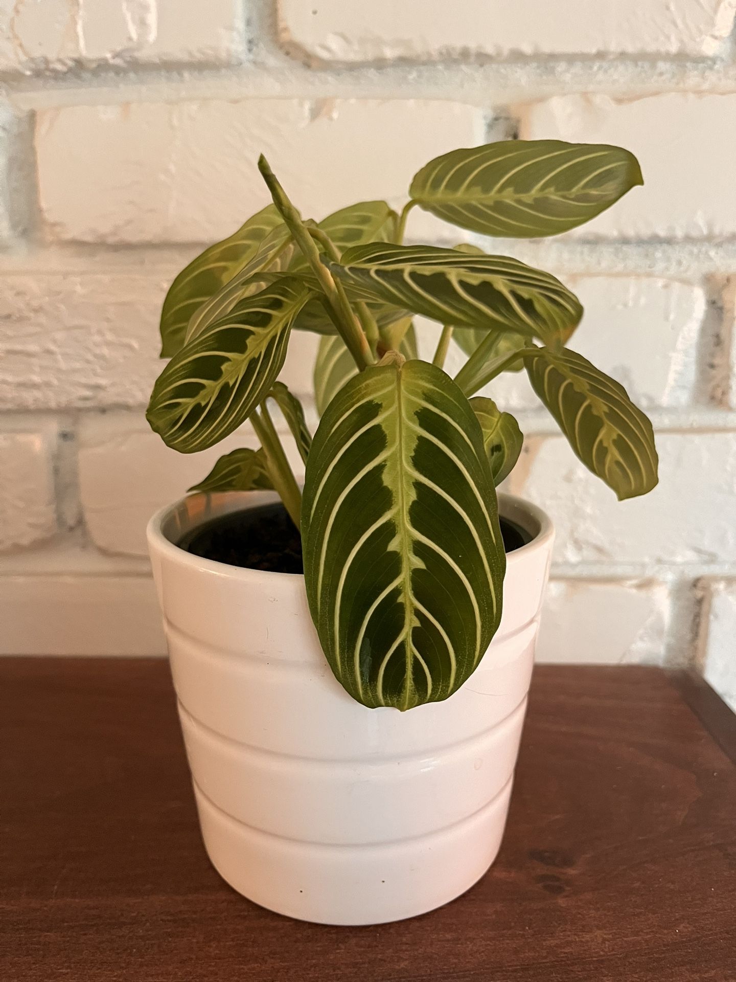 Small Healthy Prayer Plant