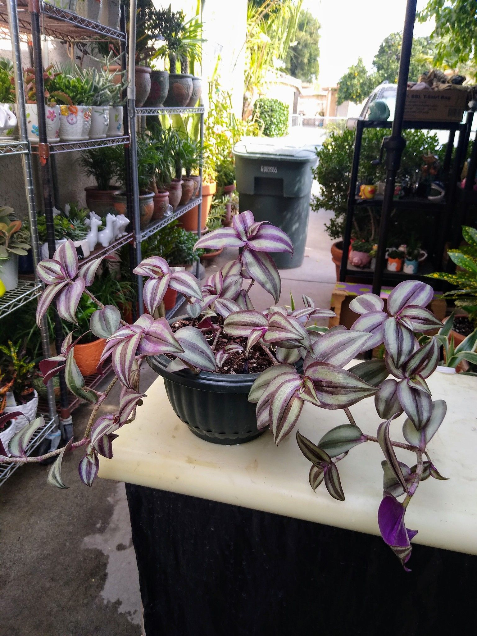 WANDERING JEW PLANT