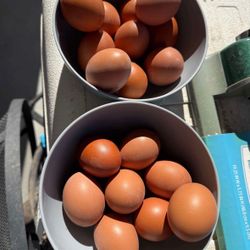 Organic Farm Fresh Eggs/ Huevos Frescos Organicos