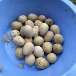 Fertile Guinea Hen Eggs