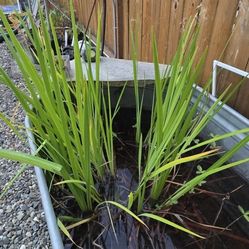 Pond Plants  Yellow  Water Irie