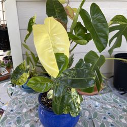 Variegated Philodendron Burle Marx