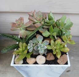 Succulent Mix Pot 🪴