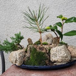 Bonsai Plants 