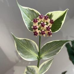 Hoya Fishtail Aka Polyneura Over Variegated 