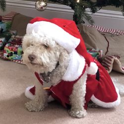 Mrs Clause Pet Costume DRESS with Collar Buttons Bow Lined Christmas, Medium