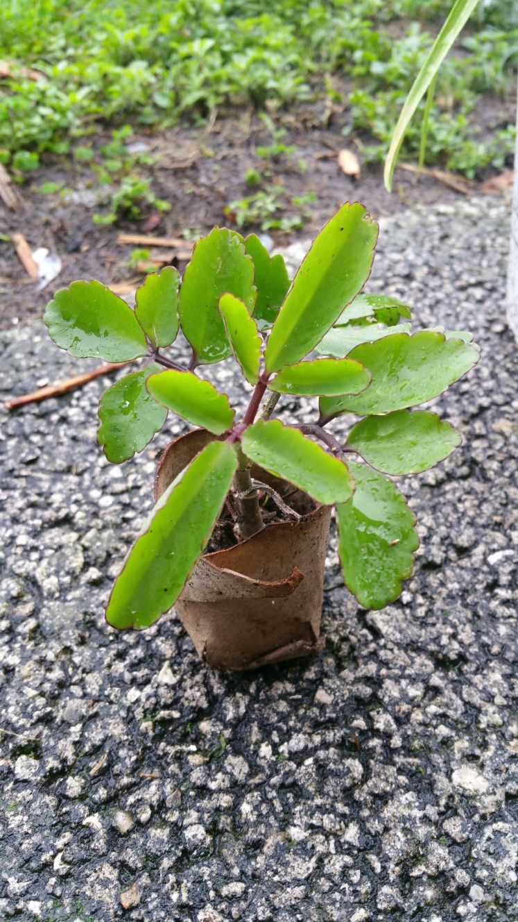 Miracle Leaf - Hoja de Aire - Bruja