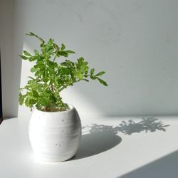 Lush Blooming Marigold plant/ Indoor Plant/ House Plant Flower Patio Garden 