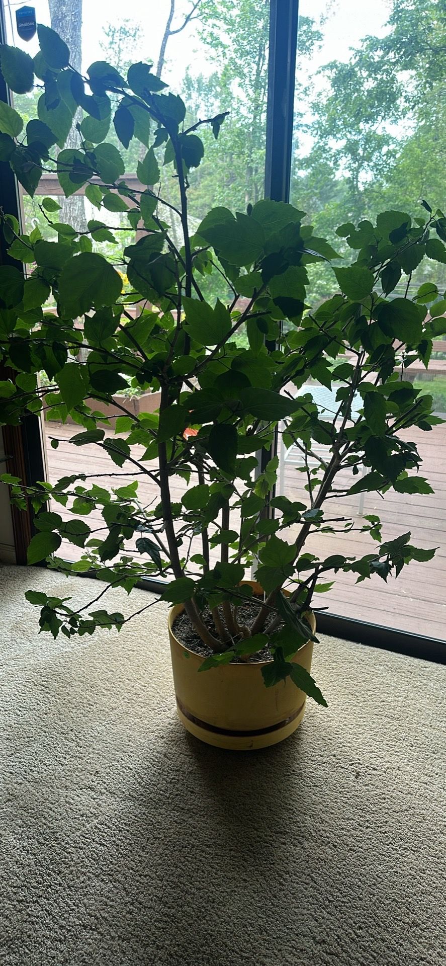 Plant