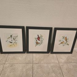Set of 3 Framed Bird Prints