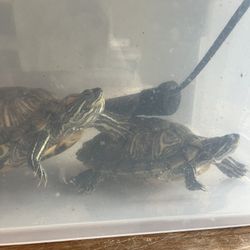 Red Ear Slider Turtles & Tank