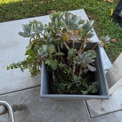 Succulent Planter 