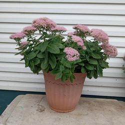 Autumn joy sedum plant