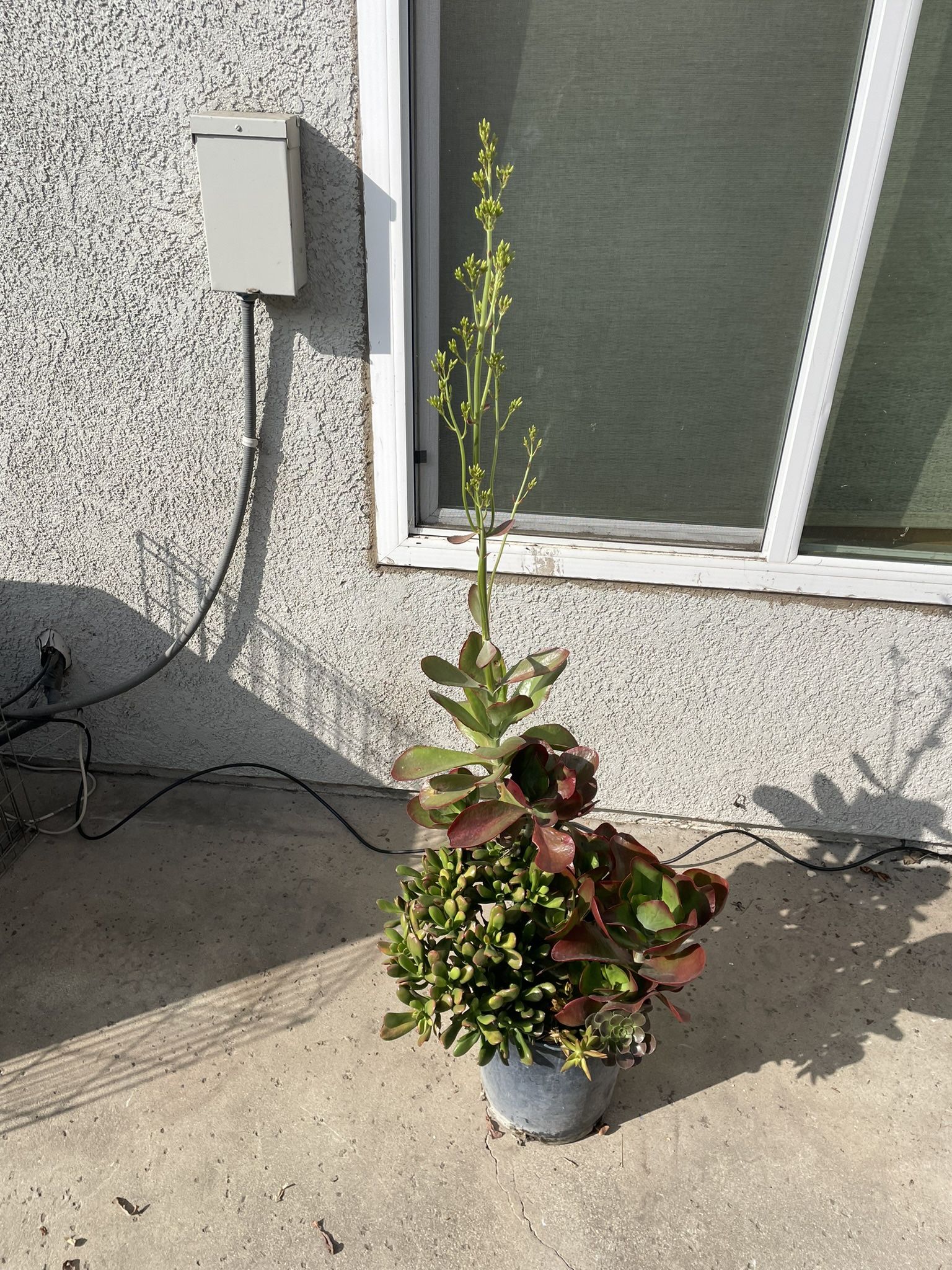 Plant Arrangement 5 Gallon Nursery Pot