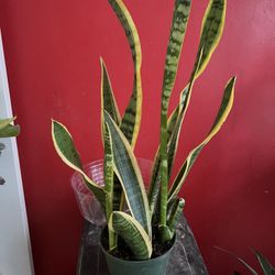 Snake Plants