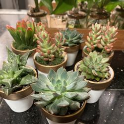 Assorted Succulents in 2.5” Pots – Perfect Gifts or Home Decor 