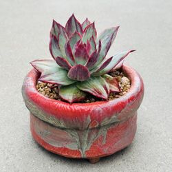 Succulents plants 🪴 