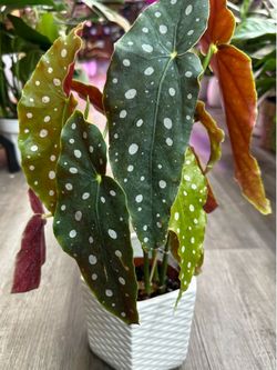 Begonia Maculata (Angel Wing) Plant cây hoa Thu Hải đường