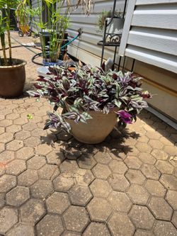 Tradescantia Zebrina plant