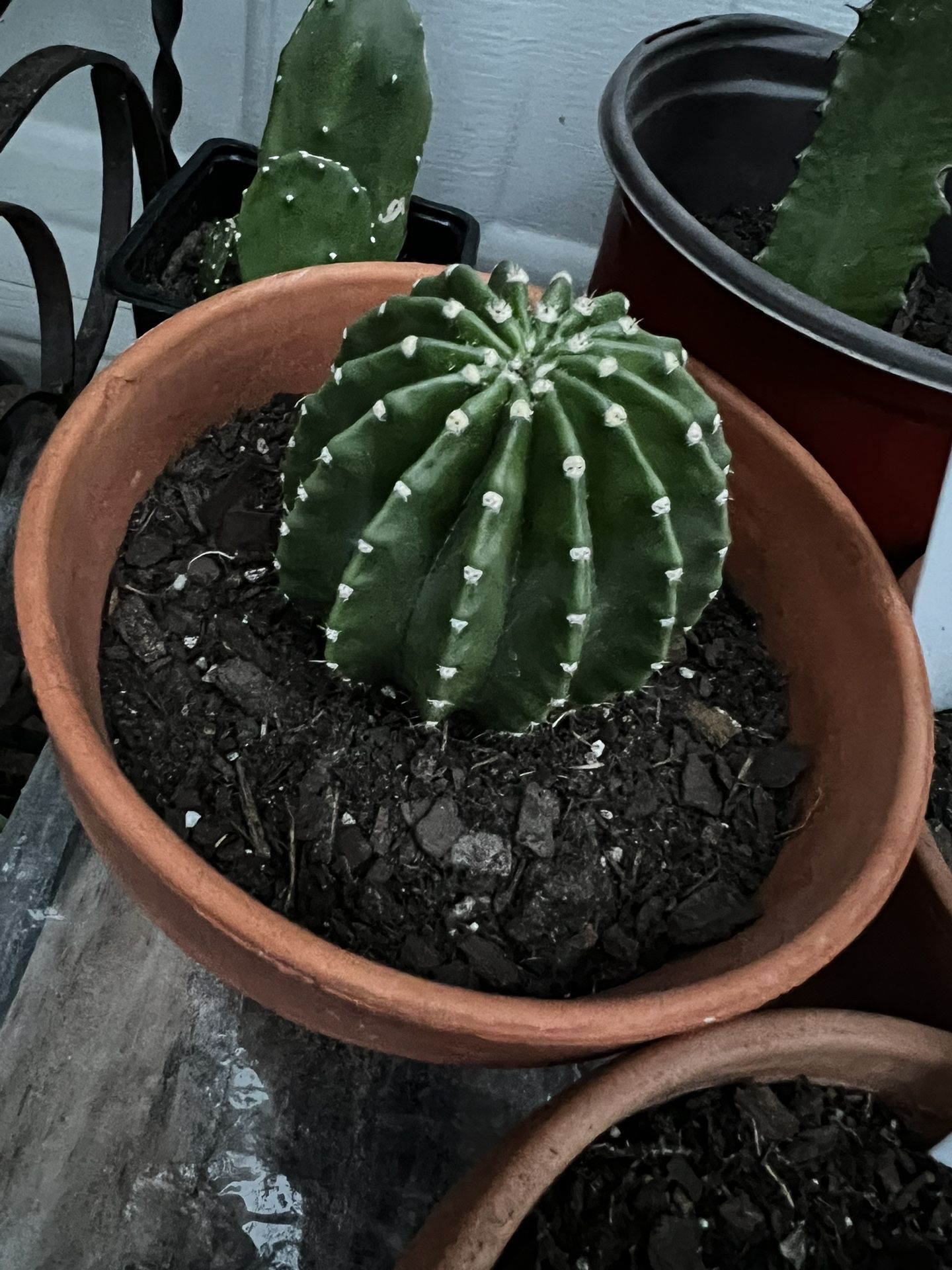 Cactus Echinopsis Oxygon