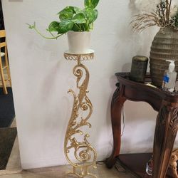 $7 pothos plant natural 