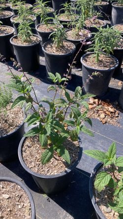 Drought tolerant salvia/Waverly salvia