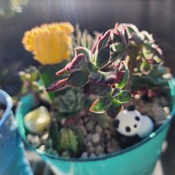 Moon Cactus Assortment Only $19 Pick Up THIS WEEK In San Lorenzo 