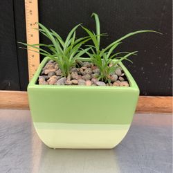 4 Baby Spider Plants In Awesome Green Ceramic Planter