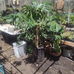 Giant Monstera C Description