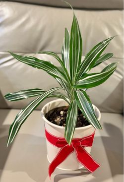 Beautiful Dracaena “White Jewel” in Tin Pot