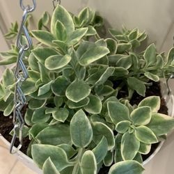 Variegated ice plant 