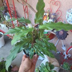 Indoor Or Shade Plant Pata De Fallo