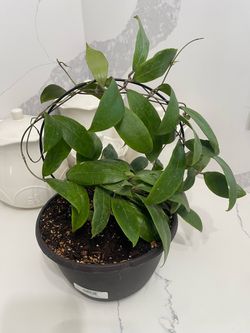 Hoya Parasitica NR-01