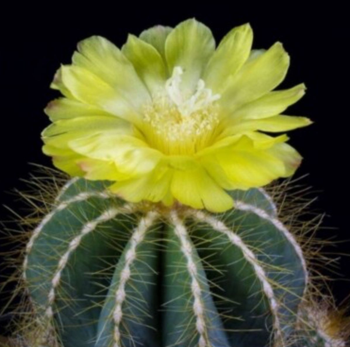 Yellow Balloon Cactus π΅πΌ