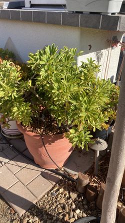 Potted 5 Gallon Five Fingers Plant