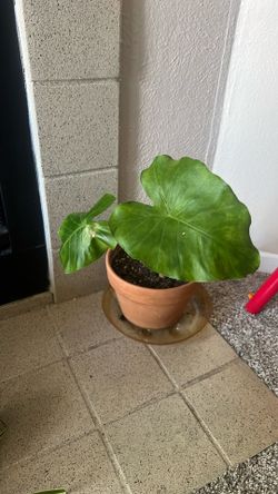 Alocasia Elephant Ear