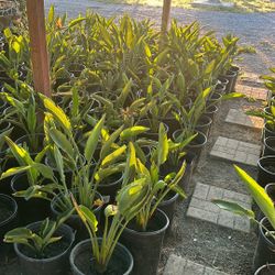 Birds Of Paradise Plants