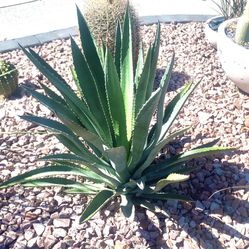 Agave palmeri 3 Pots (8 Plants)