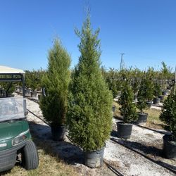 Cedar trees, eight foot tall, delivered and planted